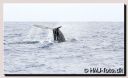 AzorWhales318-beWeb.jpg