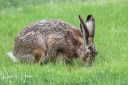 Hare_20230515_22_web.jpg