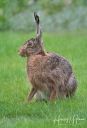 Hare_20230515_51_web.jpg