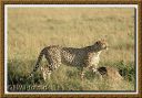 MasaiMara0497-ret-web800.jpg