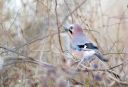 Randers_20240208_85-Edit_web.jpg