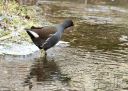 Test_100-400Z_20240116_17-Edit_web-gra.jpg