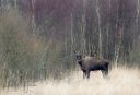 Vildmose_20240228_036_web.jpg