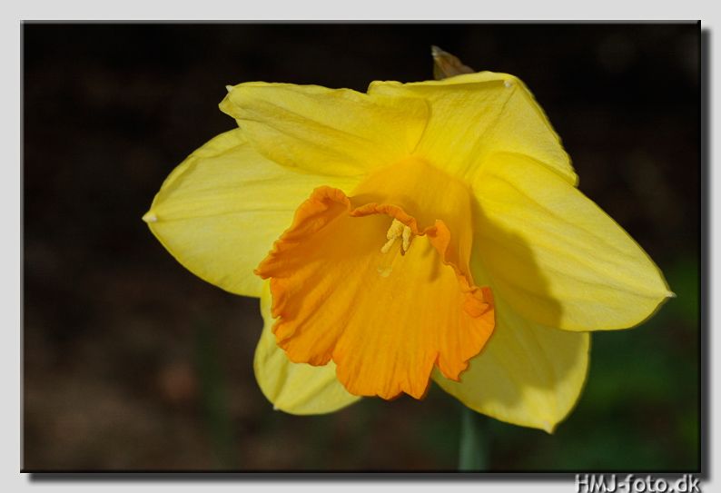 Easter fellings...
These flowers (Daffodil, Narcissus) are in my area the symbol of Easter, so I chose to show this flower simplified. 
I used handhold flash as main light to freeze the flower movement in the wind and to darken the background.
Cheers, Henning.
 *** Local Caption *** Daffodil, Narcissus
lat: Narcissus incomparabilis 
da: ægte narcis  Scarlet Elegance  247c i blomstebogen pol.

As it were a windy Esater we had this year I  
I hope the veiwer too can feel the lieves motionsblur from the wind.
Keywords: Easter flower fellings;Narcissus incomparabilis;Daffodil Narcissus;gte narcis