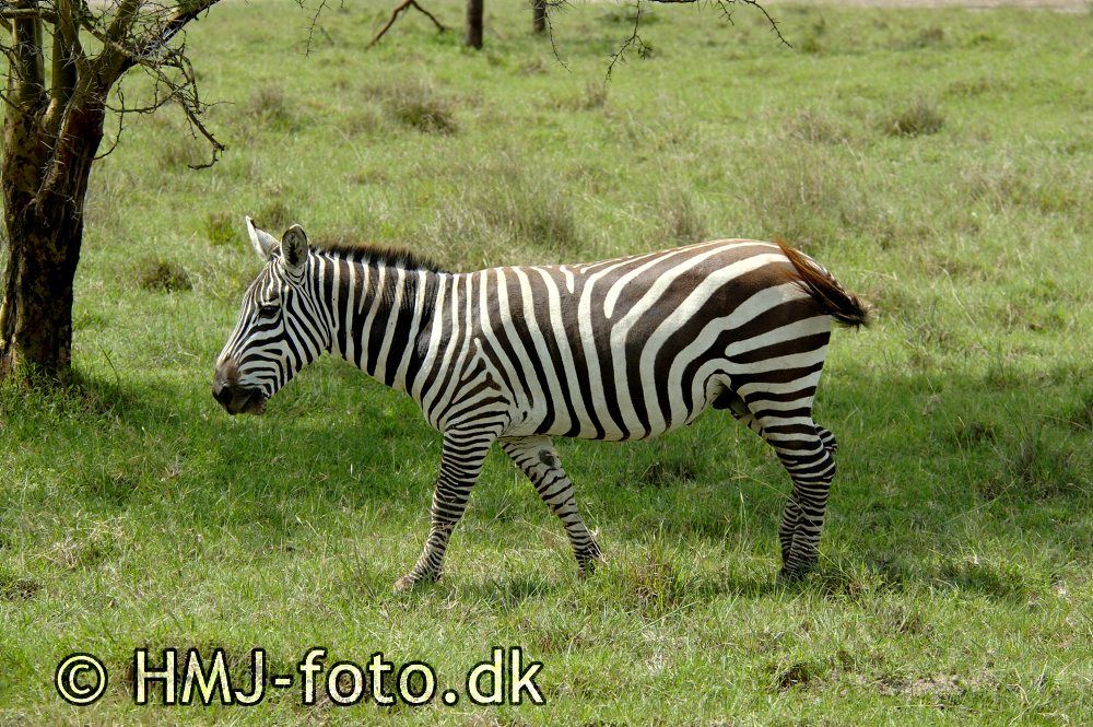 Zebra ved Lake Nakuru
