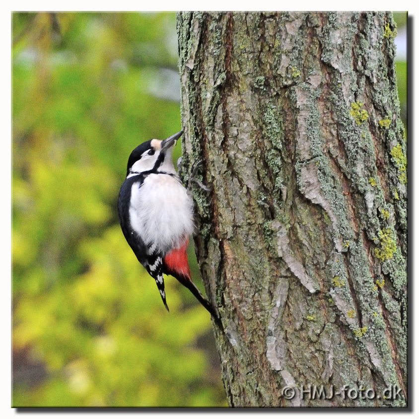 Great Spotted Woodpecker (Dendrocopos major)
Spætte i Haven
Keywords: Great Spotted Woodpecker (Dendrocopos major) Stor Flagspætte hun