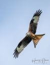 Skandinavisk_Dyrepark_20240427_144_web.jpg